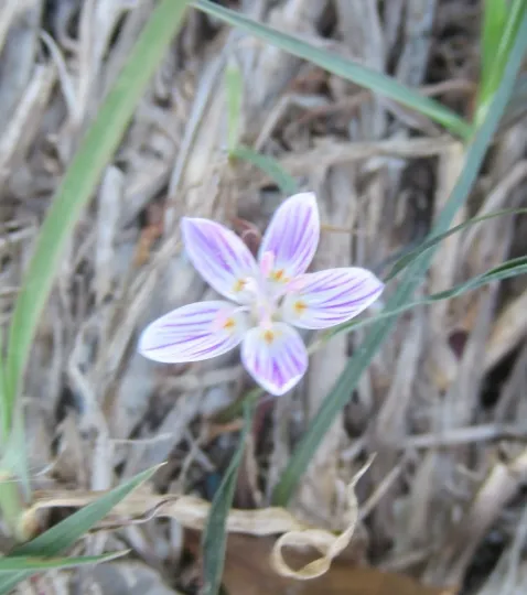 Claytonia virginica