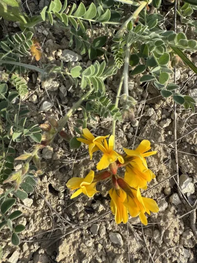 Calophaca wolgarica
