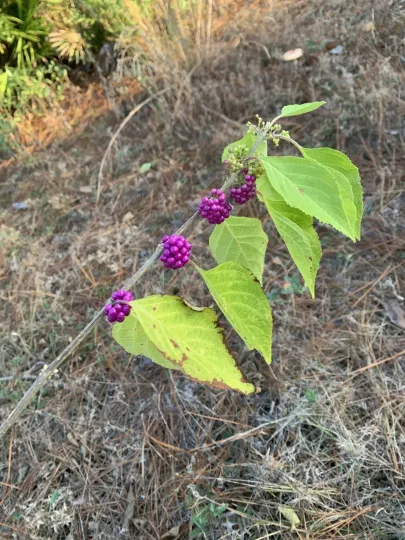 American beautyberry