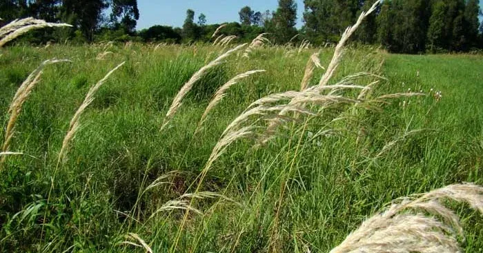 Cinnagrostis viridiflavescens