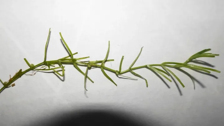 Hooked water-starwort