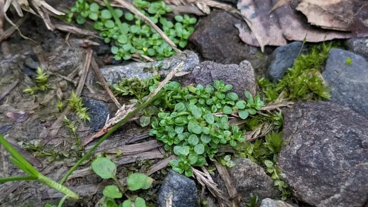 Japanese water-starwort