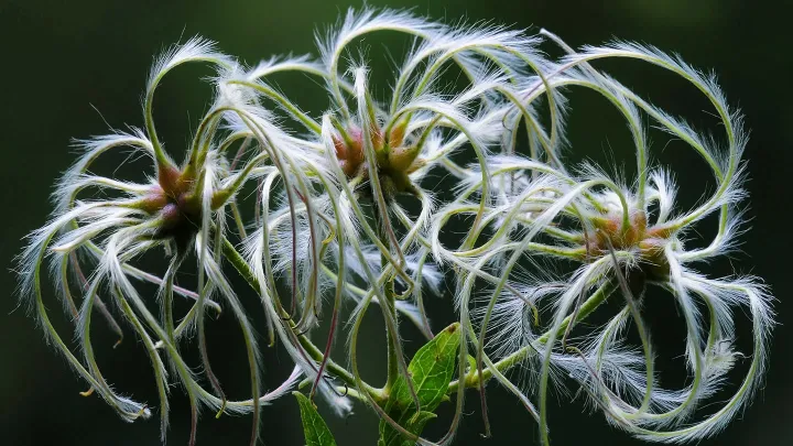 Clematis quinquefoliata