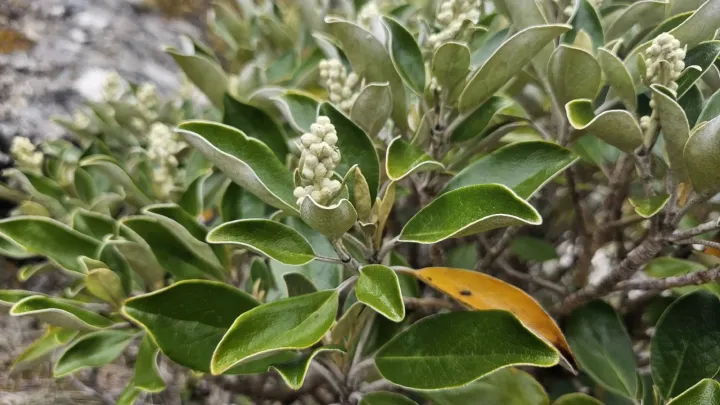 Brachyglottis buchananii