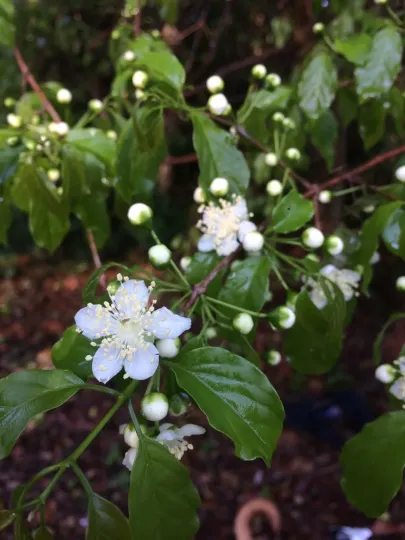 Campomanesia lineatifolia