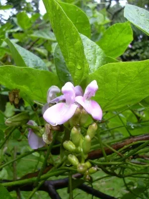 Canavalia virosa