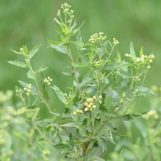 Nidorella ivifolia