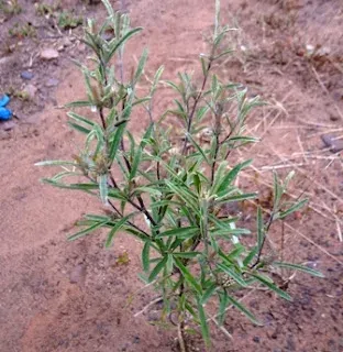 Sopubia delphinifolia