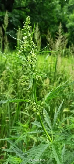 Ruderal hemp