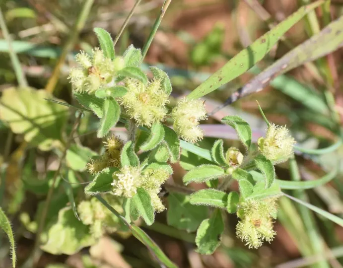Acanthospermum australe