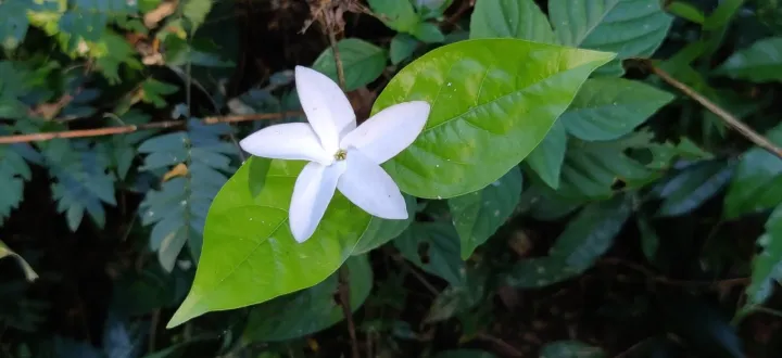 Bengal coffee