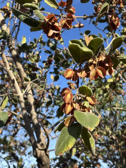 Combretum gueinzii