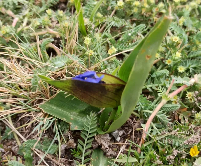 Commelina fasciculata