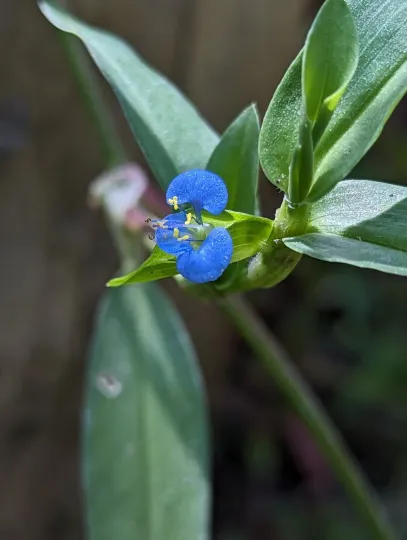 Commelina hasskarlii