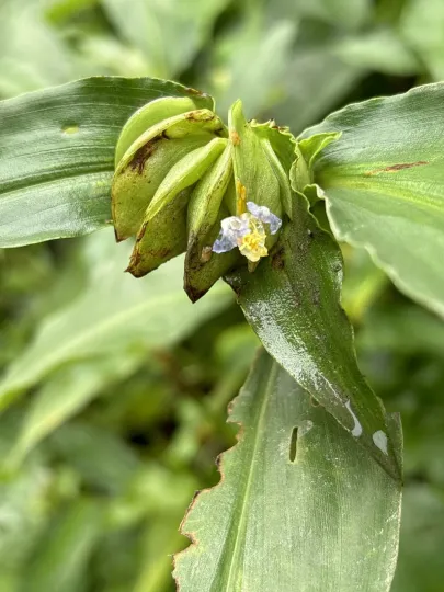 Commelina paludosa