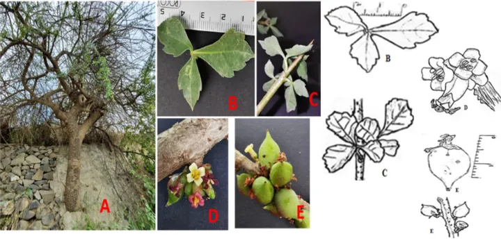 Commiphora quadricincta