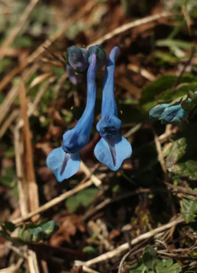 Kashmir corydalis