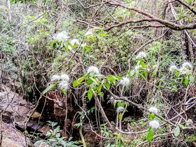 Capparis brassii