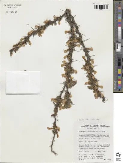 Caragana maximowicziana