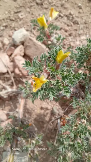 Caragana pleiophylla