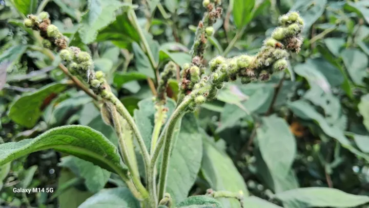 Cordia cylindrostachya