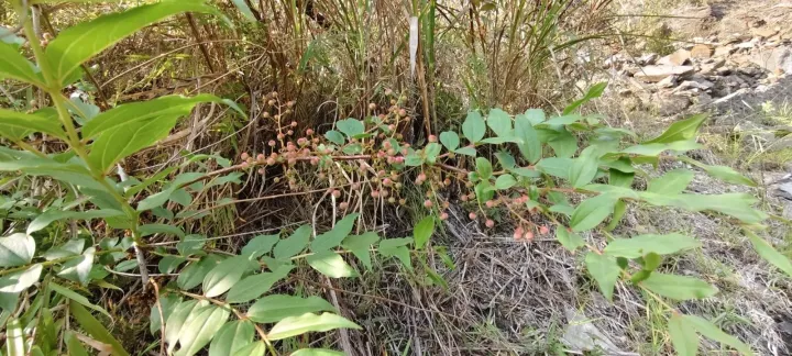 Coriaria japonica