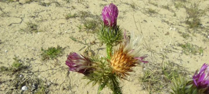 Carduus myriacanthus