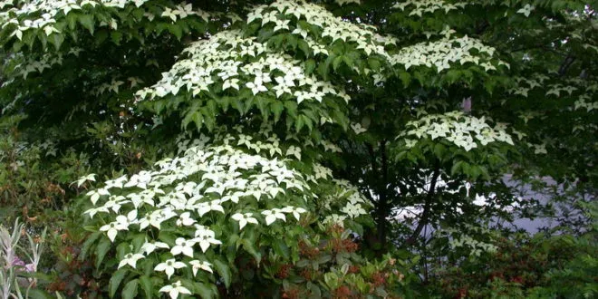 Korean dogwood