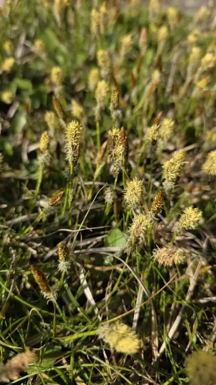 Vernal sedge