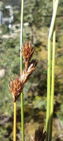 Oval sedge