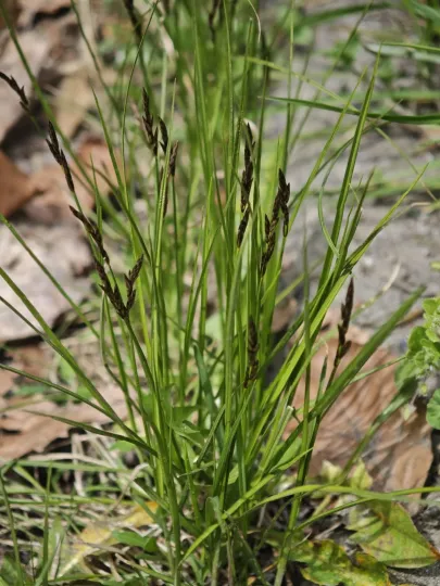 Early sedge