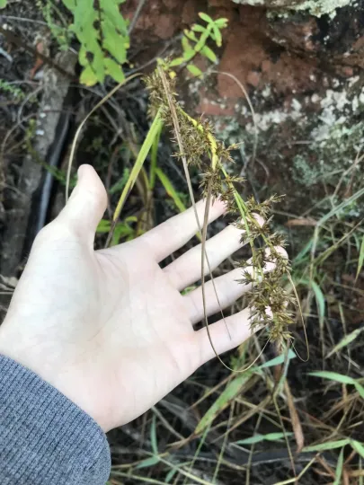 Spicate panic sedge