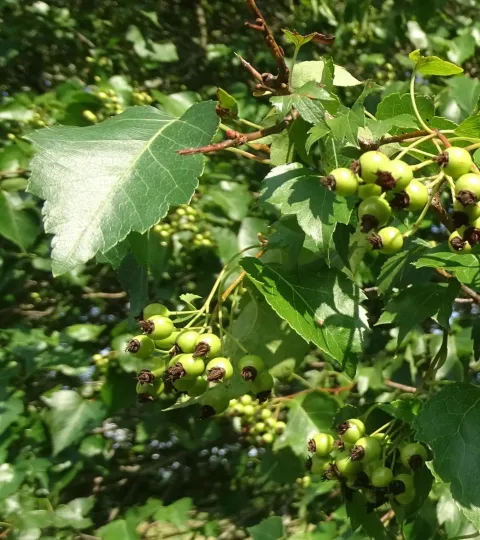 Глід віялоподібний