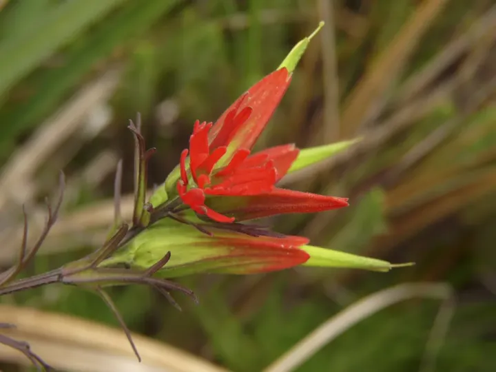 Castilleja fissifolia