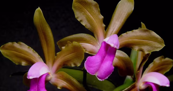 Cattleya bicolor