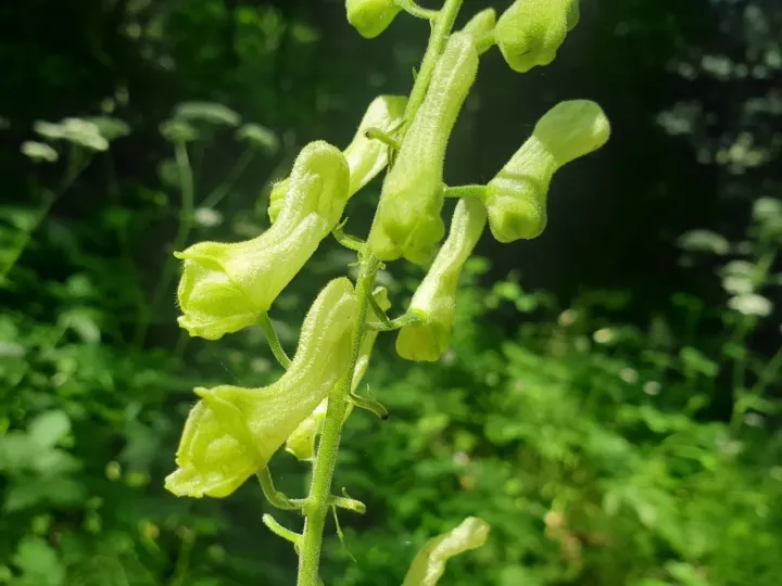 Wolfsbane