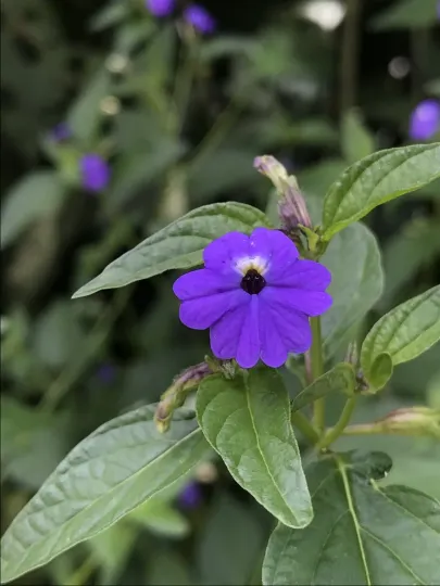 Browallia americana
