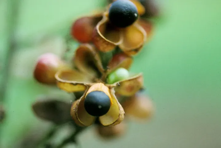 Cupania juglandifolia
