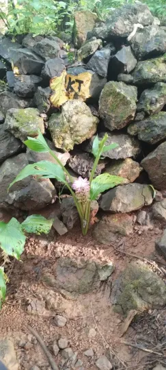 Куркума ароматная