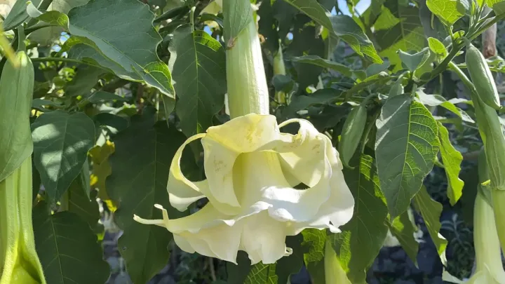 Angel's Trumpet
