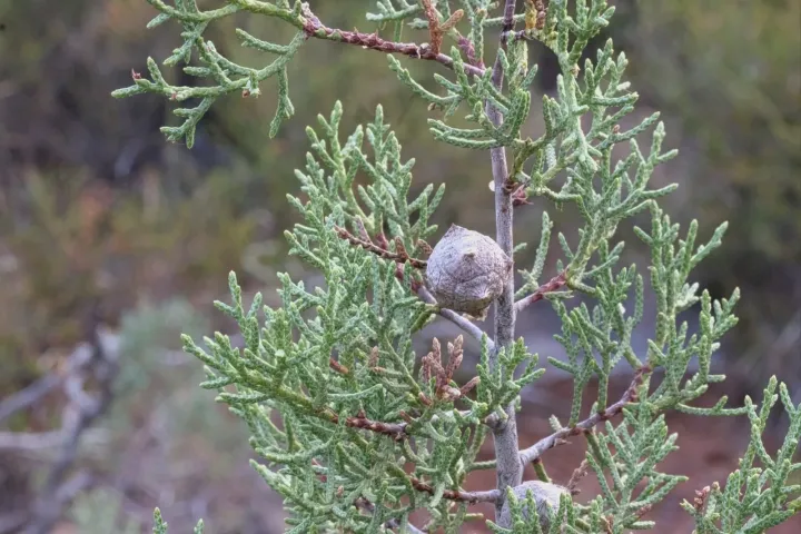 Stephenson's cypress