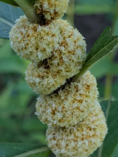 Cuscuta glomerata