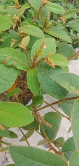 Croton heterochrous