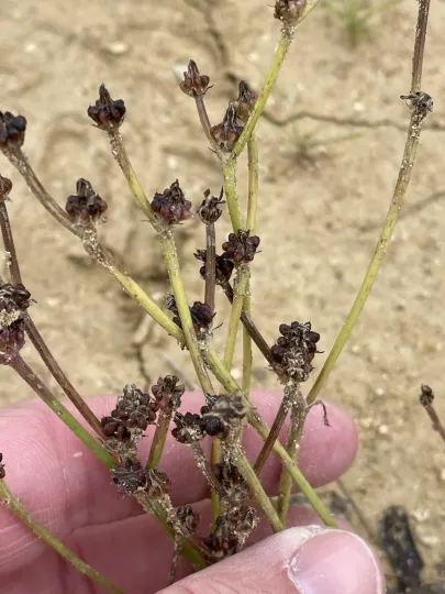 Warty Hawksbeard