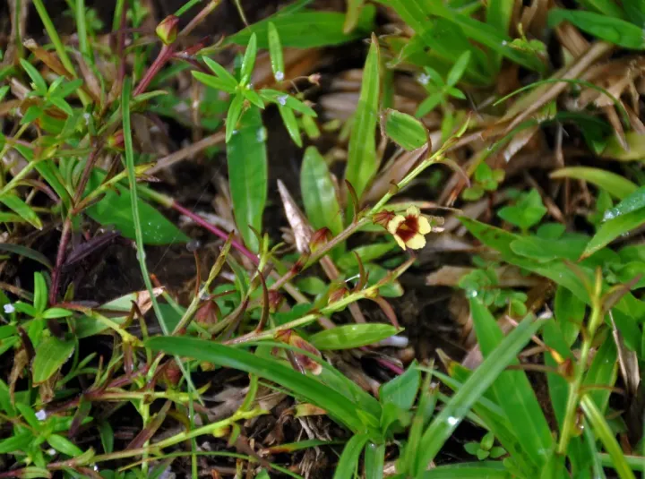 Centranthera humifusa