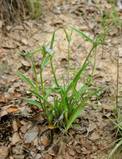 Cyanotis longifolia