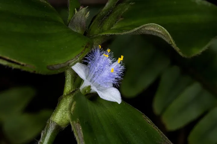 Cyanotis villosa