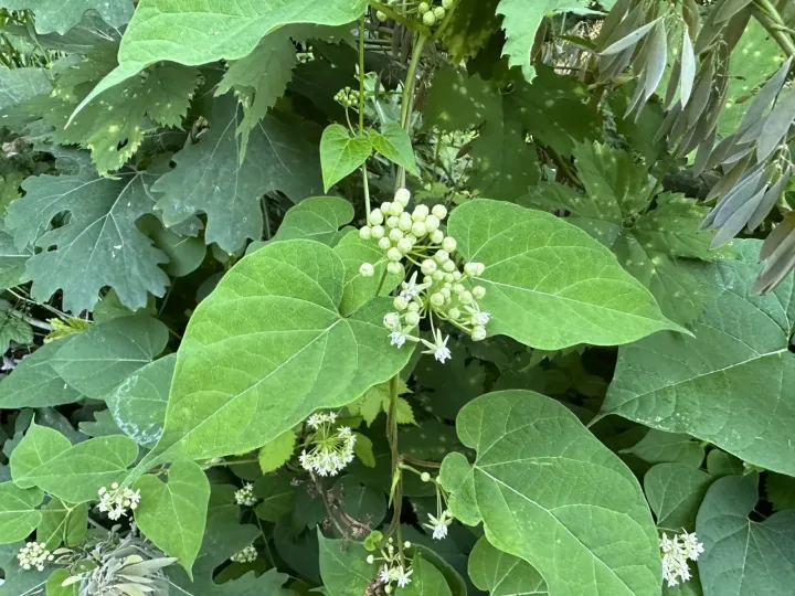 Cynanchum maximoviczii