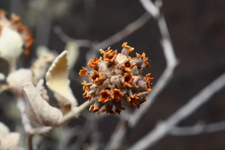 Woolly butterfly bush
