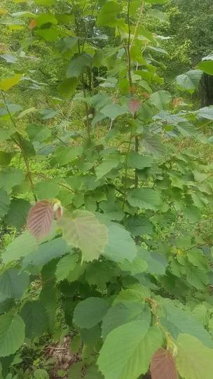 Tibetan hazel